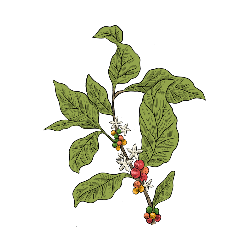 Illustration of coffee branch